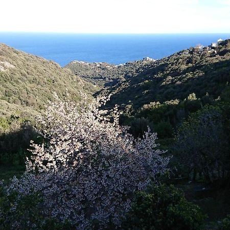 A Tana Di A Volpe Apartamento Ville-di-Pietrabugno Exterior foto